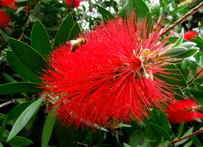 Cee’s Fun Foto Challenge: Lines on a bottle brush tree flower