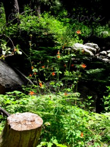Wordpress weekly photo challenge: Green lush by Strawberry Creek in Idyllwild, California