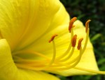 Yellow lily