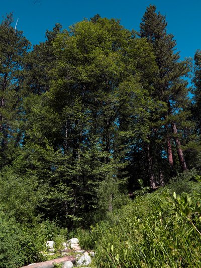 Sunday Post: Natural Resources - trees of Idyllwild, California Sunday Post: Natural Resources - trees of Idyllwild, California