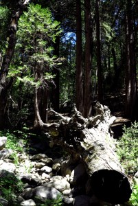 Wordpress weekly photo challenge: Renewal - new tree grows out of a dead tree