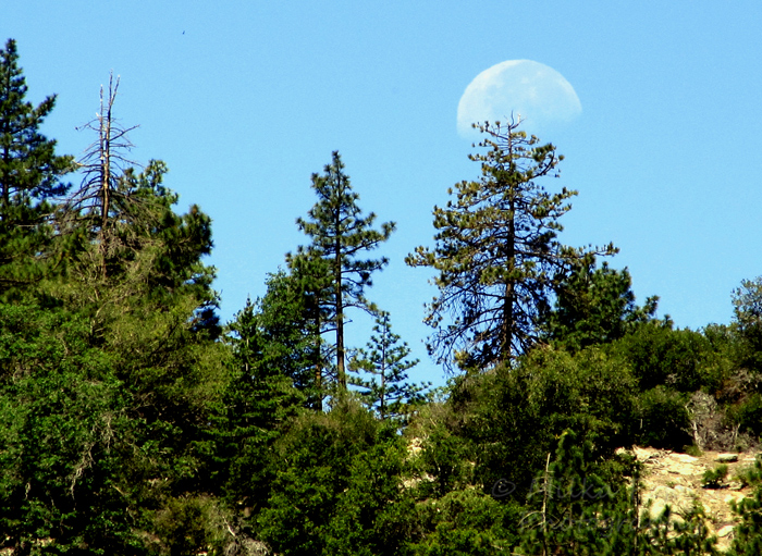 Wordpress weekly photo challenge: Renewal - moon rising over trees