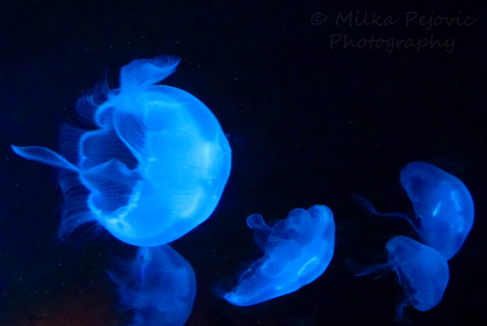 Sea jellies