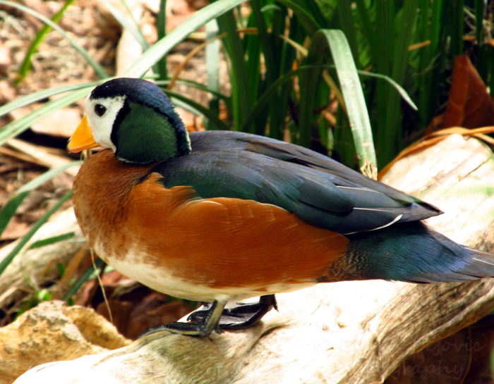 Wordpress weekly photo challenge: Thankful - photographing a pigmy goose