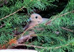 Mourning dove sitting on its nest and eggs