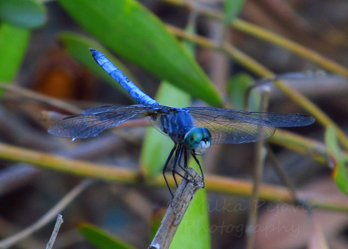 Wordpress weekly photo challenge: Thankful - photographing a blue dragonfly