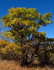 WordPress weekly photo challenge: Changing Seasons - yellow fall foliage in San Diego