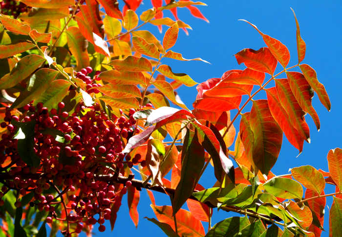 WordPress weekly photo challenge: Changing Seasons - Sumac tree in the fall