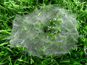 Sunday Post: Concept - raindrops on spider webs, green grass background