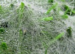 Sunday Post: Concept - close-up of raindrops on spider webs on green grass