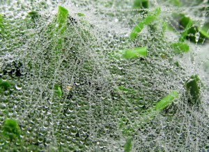 Sunday Post: Concept - close-up of raindrops on spider webs on green grass