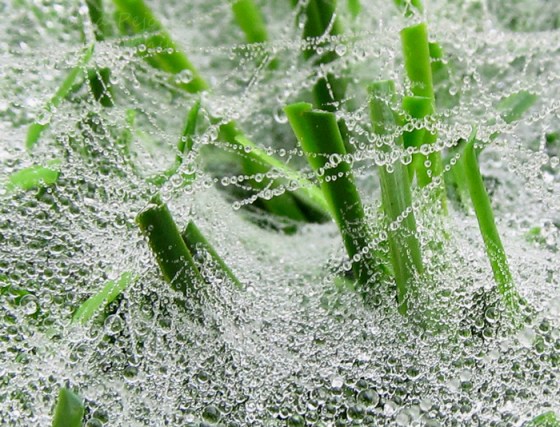 Delicate dew drops on spider web
