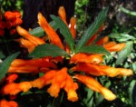 A Word A Week Challenge – Orange flower with fuzzy petals