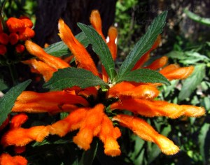 A Word A Week Challenge – Orange flower with fuzzy petals