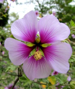 WordPress weekly photo challenge: Delicate petals of a hibiscus