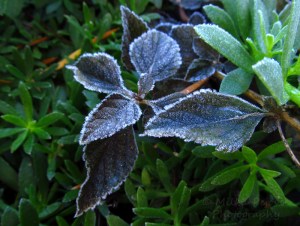 Frost on leaves in San Diego