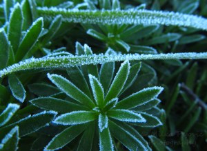 Cee’s Fun Foto Challenge: Winter - texture of frost on grass