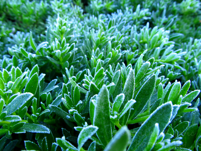 Cee's fun foto challenge: frost on ice plants in San Diego