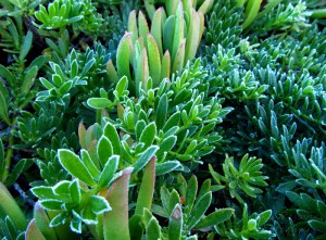 Frost around ice plants in San Diego