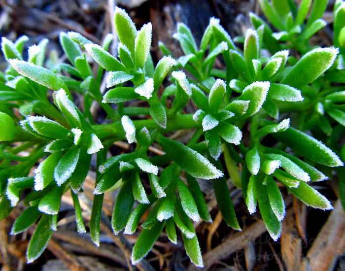 Frost all over green leaves