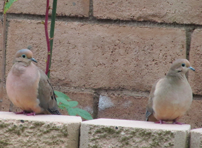 Sunday Post: Peaceful mourning doves