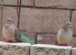 Sunday Post: Peaceful mourning doves