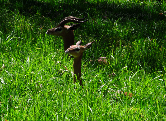 Sunday Post: Peaceful generuk antelopes at the San Diego Zoo Safari Park