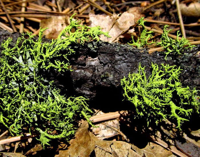 Let’s Be Wild Weekly Photo Challenge – Texture of green moss on a pine tree branch