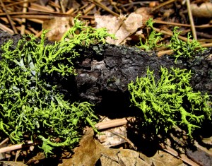 Let’s Be Wild Weekly Photo Challenge – Texture of green moss on a pine tree branch