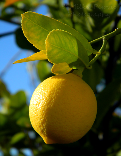 Let’s Be Wild Weekly Photo Challenge – Texture of a yellow lemon on the tree