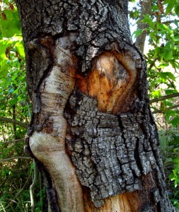 Let’s Be Wild Weekly Photo Challenge – Texture of green moss on a pine tree branch