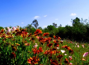 Photo of colorful California wildflowers