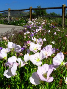 Hungarian breadseed poppies - light pink poppies
