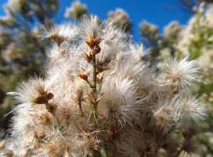 Close-up of Baccharis Sarothroides bush