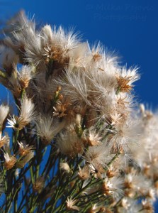Baccharis Sarothroides bush in bloom