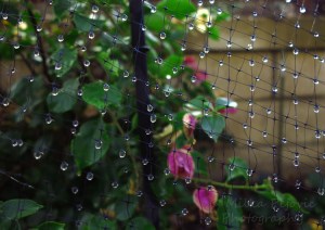 Close-up of raindrops on netting