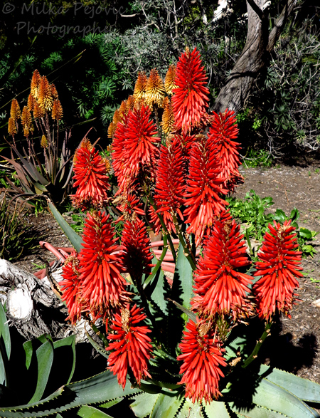 Let’s Be Wild Weekly Photo Challenge – Flowers - Red Aloe and Gold Aloe