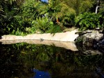 Sunday Post: Simplicity - Bamboo pond at the San Diego Botanic Garden