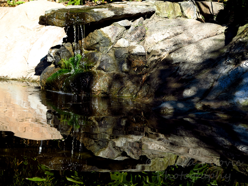 Sunday Post: Simplicity - Bamboo pond at the San Diego Botanic Garden