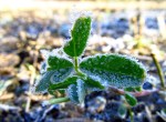 Travel theme: delicate frost on leaves