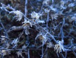 Delicate frost on plants and flowers