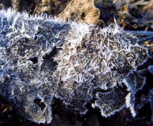 Frosty ice crystals on a leaf