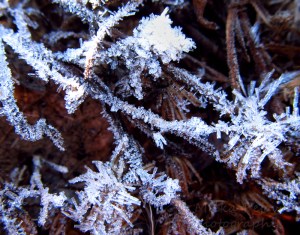 Cee’s Fun Foto Challenge: Winter - Frosty ice crystals on twigs