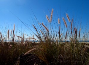 Wordpress weekly photo challenge: horizon at Coronado Beach