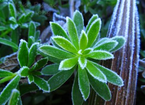 Frost on ice plants in San Diego