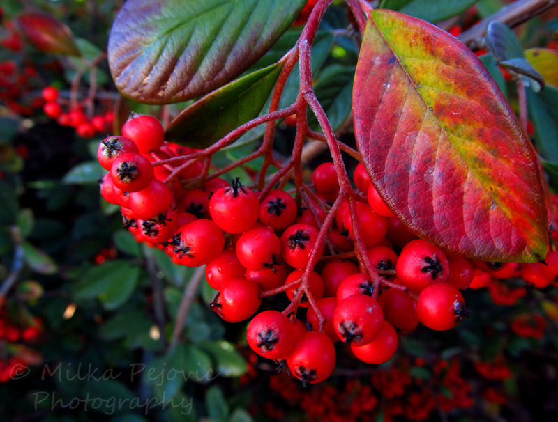 Travel theme: Multicolored Cotoneaster Lacteus