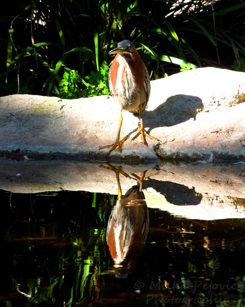 Sunday Post: Simplicity - Green heron at the San Diego Botanic Garden