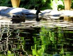 Brown mallard female duck swimming in a pond with tree reflections