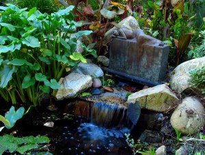 Sunday Post: Simplicity - lily pond at the San Diego Botanic Garden