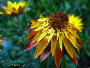 Multicolored daisy